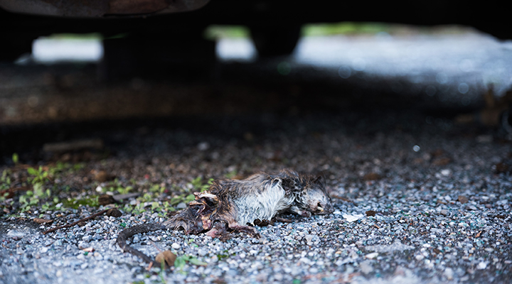 Nuova inchiesta del nostro mensile sul degrado della cittadina della bassa